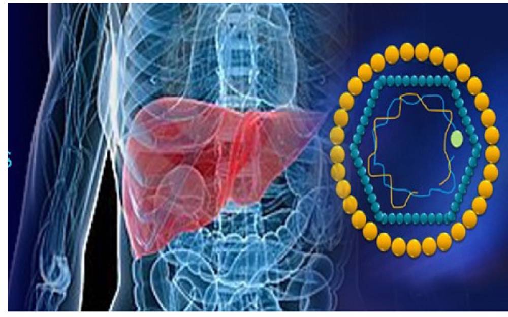 hepatitis b virus hbv qualitative pcr